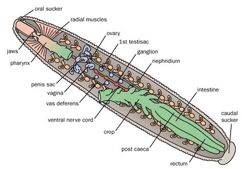 Medicinal Leech - The Reproductive System