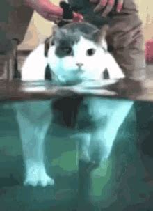 Swimming Cat Funny Animals GIF - Swimming Cat Funny Animals - Discover ...