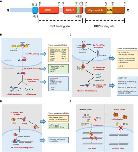 Frontiers | The Regulatory Role of RNA Metabolism Regulator TDP-43 in ...