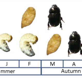 Dung Beetle Identification Chart Part Black From The Australian Beetle ...