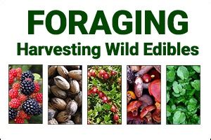 Foraging: Harvesting Wild Edibles - Surviving Prepper