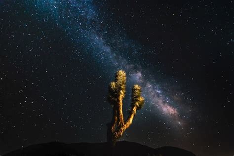 Joshua Tree Is Now Officially A 'Dark Sky' Park Thanks To Its ...