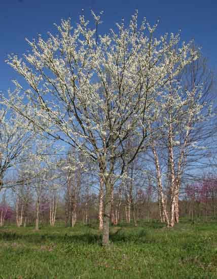 Flowering tree - White Redbud (Cercis canadensis alba) | Shade Tree Farm