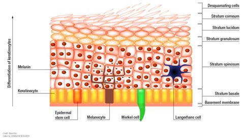 Biomedicines | Free Full-Text | Modelling the Complexity of Human Skin In Vitro