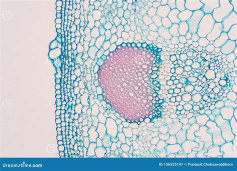 Plant Vascular Tissue Under Microscope View. Royalty-Free Stock Photo ...