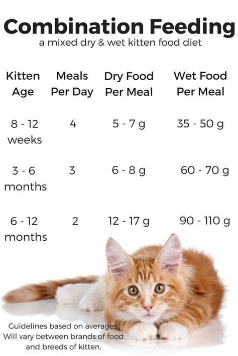 Feeding Your Kitten - Helpful Kitten Feeding Schedules and Charts ...