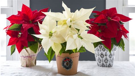 11 Best Christmas Plants and Flowers | Lowe's