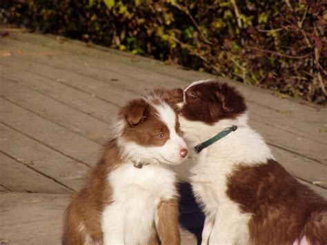 Journeys End Red Border Collies - Journey's End Ranch