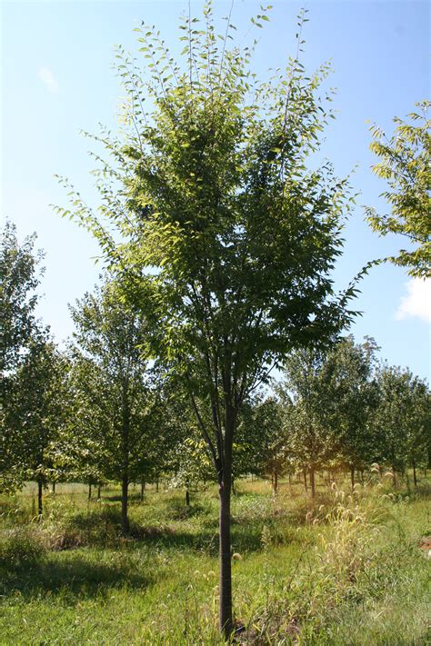 Shade tree - Zelkova (Zelkova serrata) | Shade Tree Farm