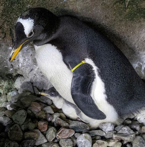 Kansas City Zoo offering 24-hour live stream of penguins | FOX 4 Kansas City WDAF-TV | News ...