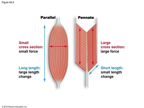 Muscle Fiber Directions Flashcards | Quizlet