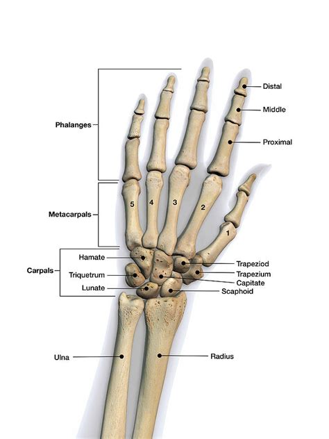 What Are the Human Wrist Bones? - EsHealthTips