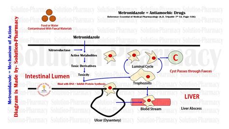 Metronidazole Mechanism Of Action