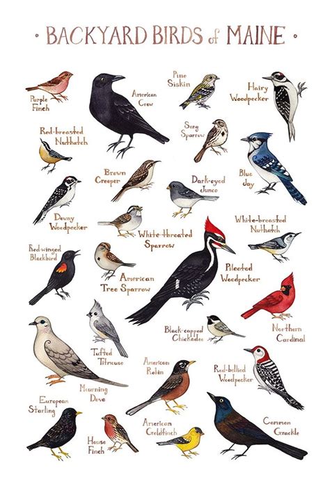 Maine Backyard Birds Field Guide Art Print | Guided art, Backyard birds ...