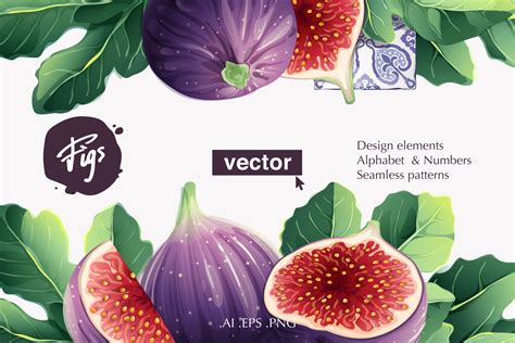 Watercolor figs. Vector collection | Illustrations ~ Creative Market