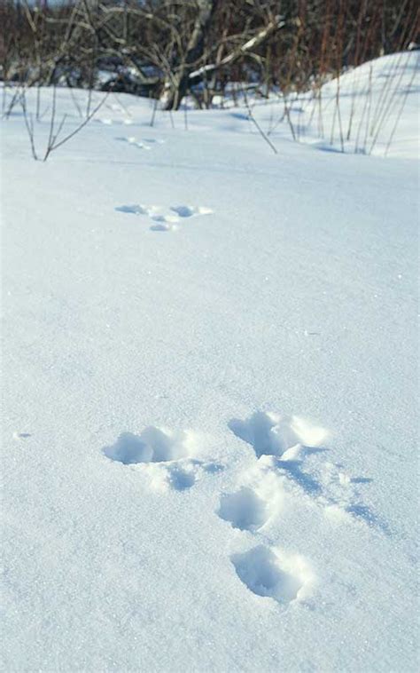 Snowshoe Hare Tracks