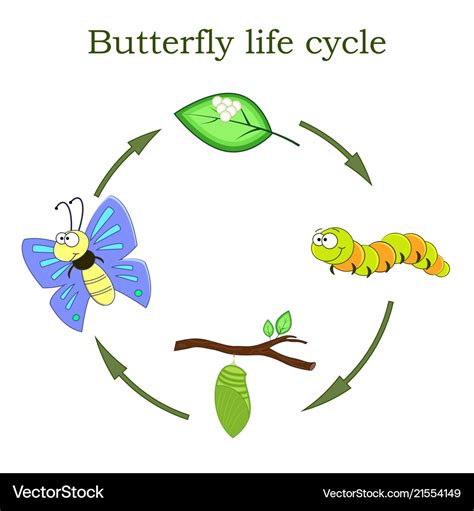 Butterfly life cycle in a cartoon style Royalty Free Vector