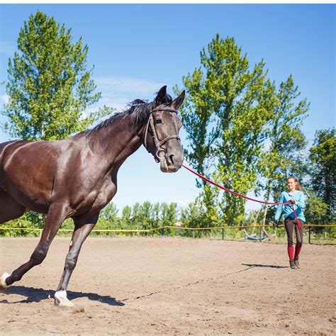 6 Benefits of Lunging your Horse before Riding | LearningHorses.com