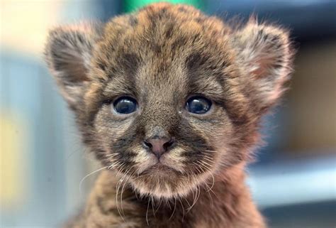 rescued Florida Panther cub | cats | Pinterest