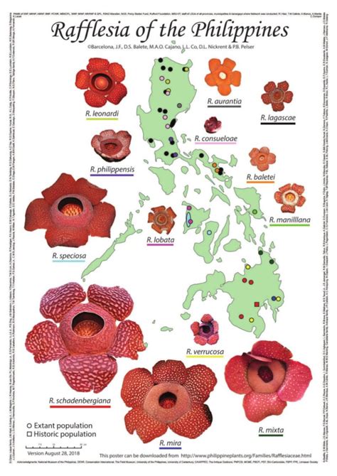 Philippine Rafflesia: Jewels of the floral world - VERA Files