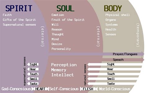 Biblical Diagram Of The Spirit Soul And Body