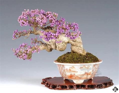 Top 10: los diez mejores bonsáis de flor - Bonsai Empire | Bonsai flower, Bonsai tree, Indoor bonsai