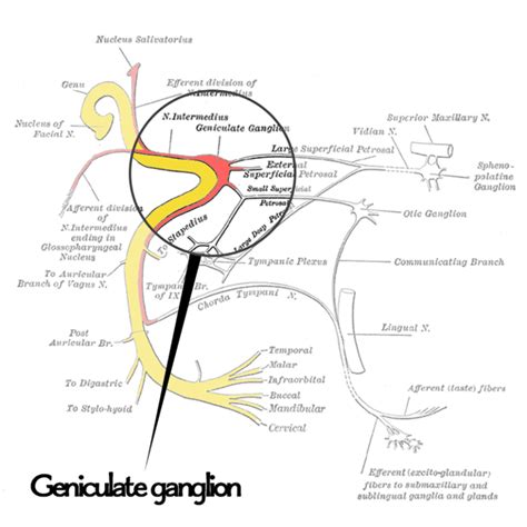 Geniculate Ganglion illustration - Face Facts