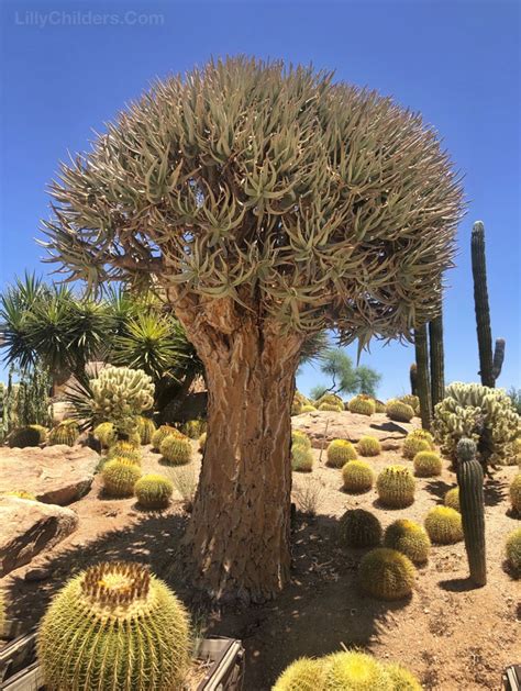 The Arizona Desert Is Kinda Magical - Lilly Childers