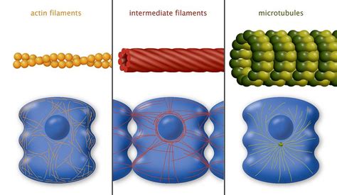 Cytoskeleton Components, Diagram Photograph by Art For Science - Pixels