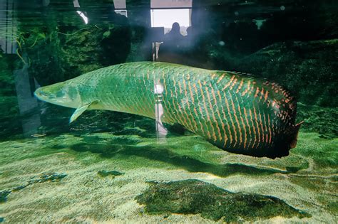 Langkawi Must Visit - Underwater World Langkawi