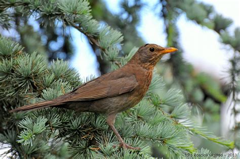 Turdus Merula | JuzaPhoto