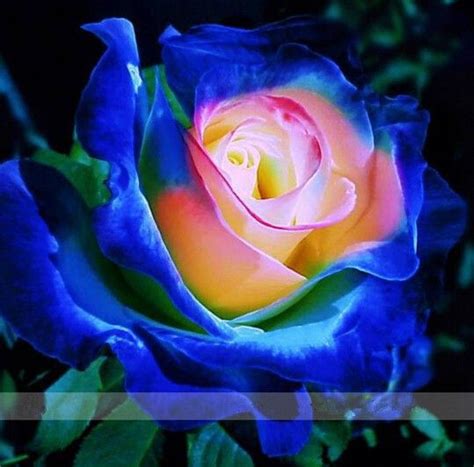 2021 100 Blue Pink Yellow Rose Seeds ,Rare Color ,Rich Aroma, DIY Home ...