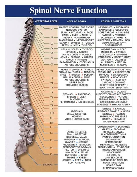 Spinal cord and nerve function. T8 and T10 are my problem discs ...