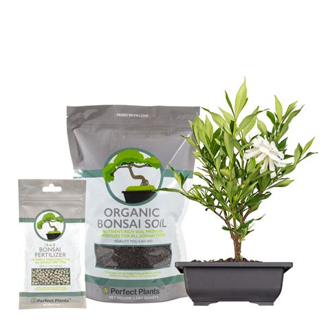 Buy Bonsai Tree Kit for Sale | Soil + Fertilizer Included | Perfect Plants