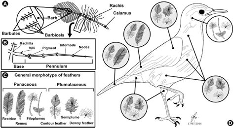 Structures, morphotypes and body positions of feathers in extant birds.... | Download Scientific ...