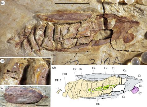 The evolution of biramous appendages revealed by a carapace-bearing Cambrian arthropod ...