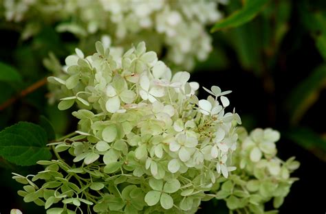 Bobo Hydrangeas: Dwarf Type Offers Compact Alternative