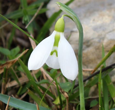 Galanthus plicatus PLEATED ENGLISH SNOWDROP - SeedScape