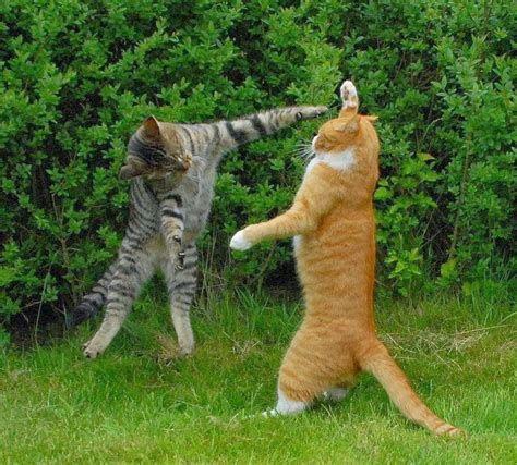 Cute Funny Animalz: Funny Animals Fighting 2014 Images