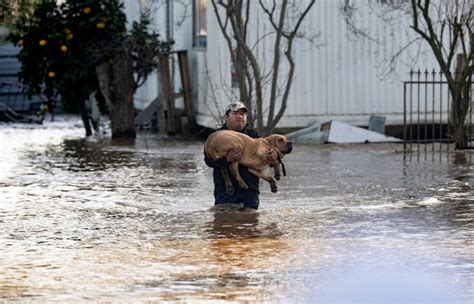 Pets Drown in Flash Flood at Doggy Day Care in 'Unbearable' Tragedy