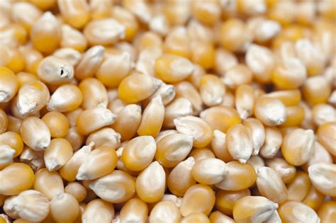 Background of dried corn kernels-7904 | Stockarch Free Stock Photos