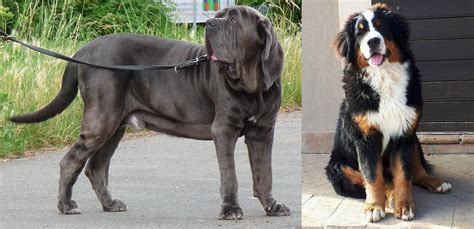 Neapolitan Mastiff vs Mountain Burmese - Breed Comparison