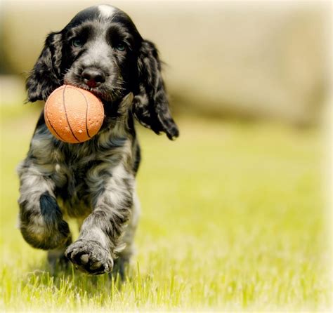 22 Common Dog Training Mistakes(& Why You Need To Stop Them NOW)