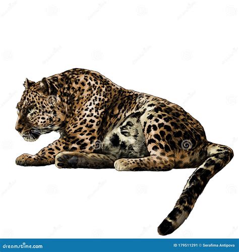 The Jaguar is Lying Full Length with Its Tail Down and Looking Towards the Side Profile Stock ...