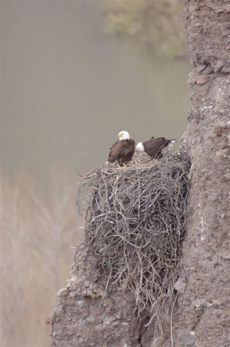 Bald eagle breeding season in Arizona means restrictions in some areas ...