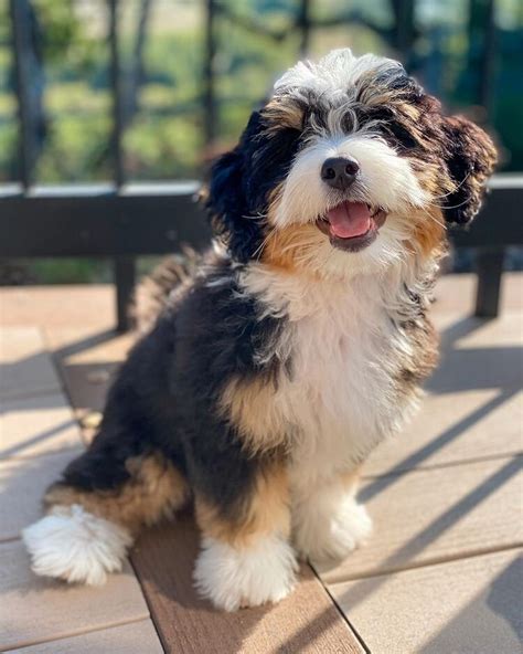 Moose the Mini Bernedoodle Puppy