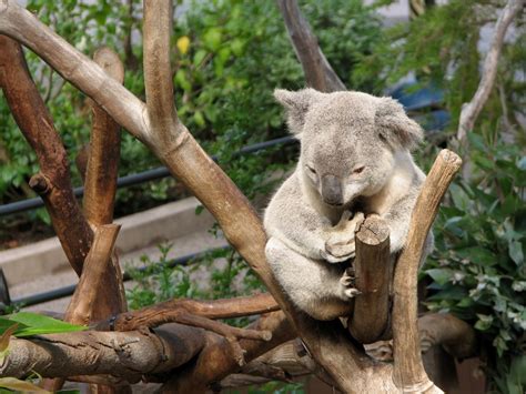 Doug's photo site: San Diego Zoo: Koalas and Meerkats