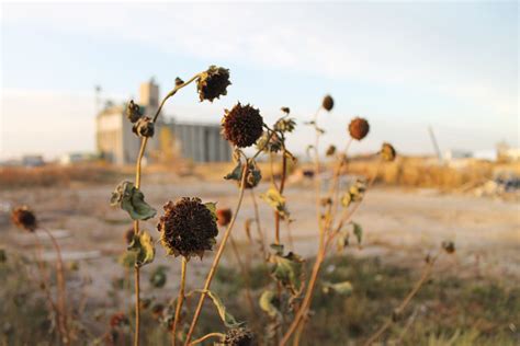 ladylikeness: dead flowers