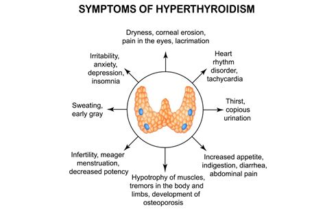 The Thyroid Gland in the Endocrine System