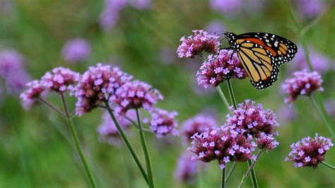 Illinois Lawmakers Pass Bill to Protect Monarch Butterfly Habitat ...